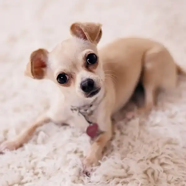 Small Dog Breed Characteristics - Chihuahua