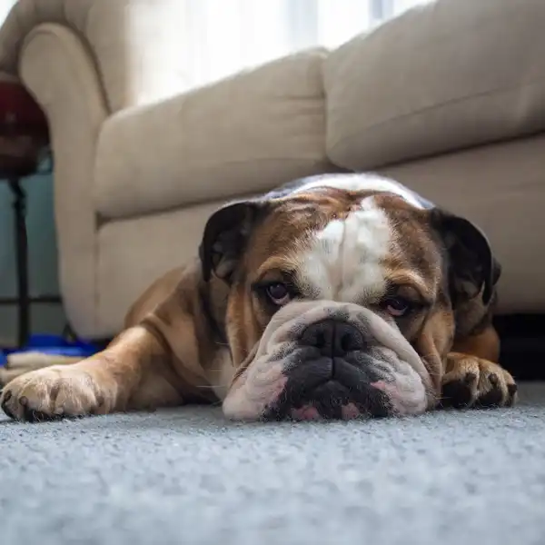 Top 10 Best Dog Breeds for Families - Bulldog