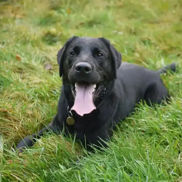 Top 10 Best Dog Breeds for Families - Labrador