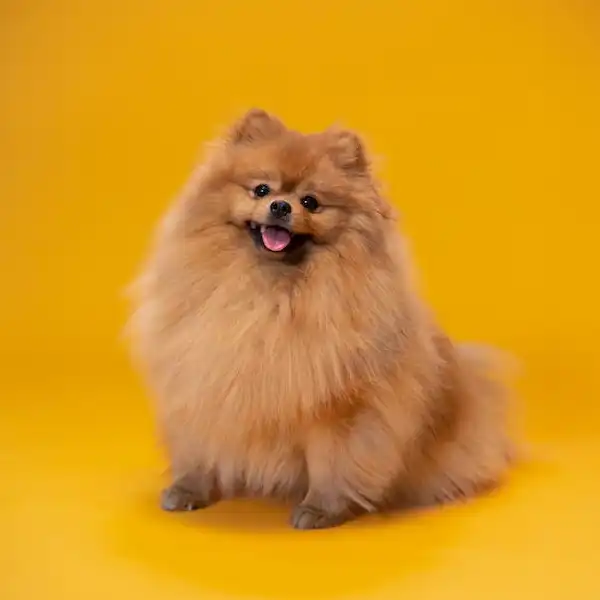 Small Dog Breed Characteristics - Pomeranian
