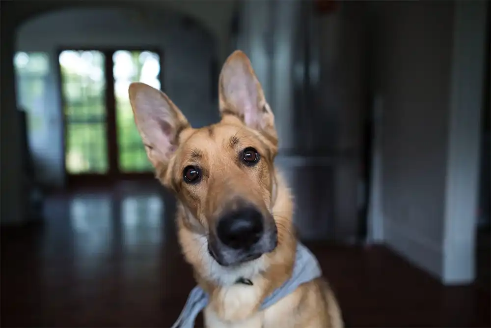 Dogs Ears are Wonders