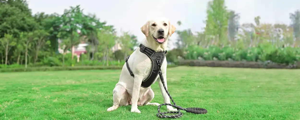haapaw No Pull Dog Harness Review